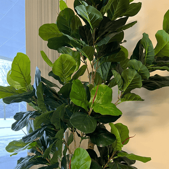 Artificial Fiddle Fig Tree (8 ft)